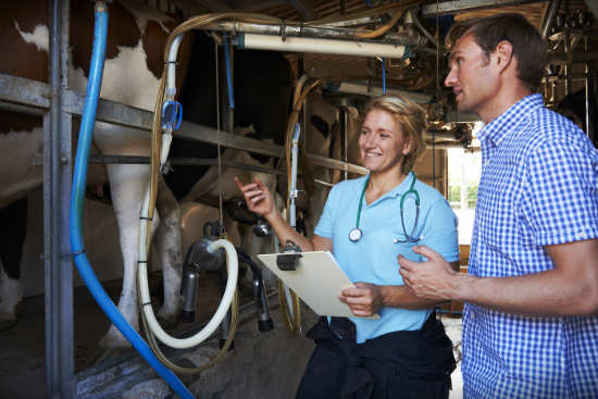 pair inspecting Dairy operation equipment
