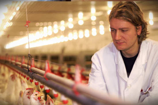 Man inspecting Chickens in large farm operation