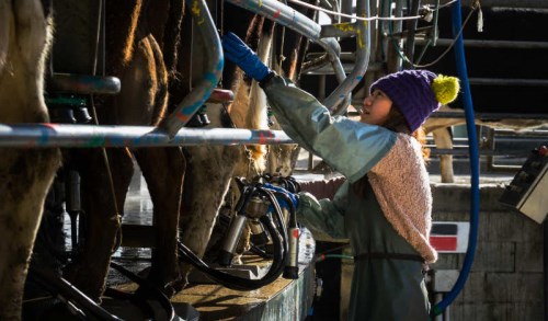 Dairy Worker inspecting cows