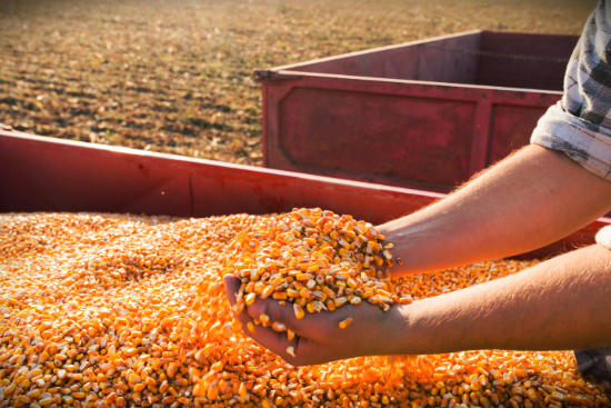 Person picking up Corn Kernels in Wagon